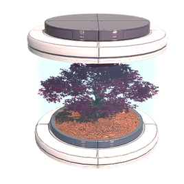 Tree Seed Rosea