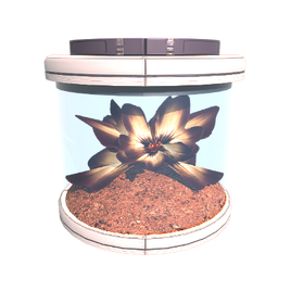 Plant Volnus