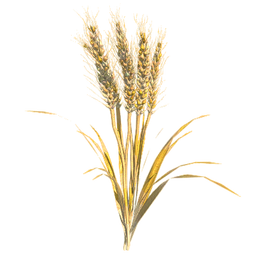 Wheat