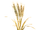 Wheat