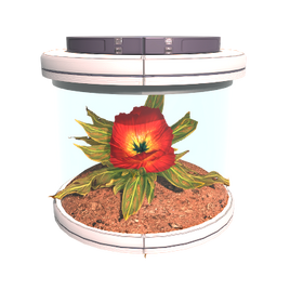 Seed Shanga