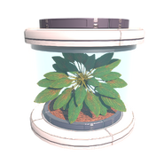 Tree Seed Pleom.