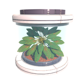 Tree Seed Pleom
