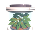 Tree Seed Pleom