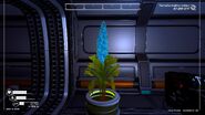 A Pestera plant in a flower pot.