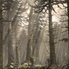 Chinese Forest
