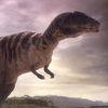 Carcharodont