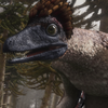 Microraptor