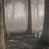 African Forest