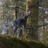 Epidexipteryx