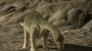 Argentinosaurus baby