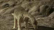 An Argentinosaurus hatchling.