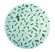 Chlostridium botulinum.png
