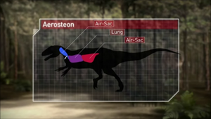 Aerosteon