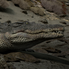 Crocodile