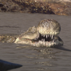 Sarcosuchus