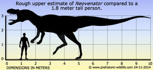 Neovenator-size