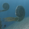 Ammonite
