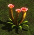 Tulip