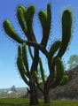 Ladyfingers
