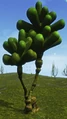 Balloon Bush