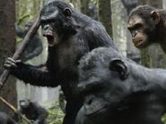 Apes go rogue.