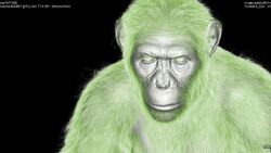 CG Chimp 3.jpg