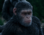 Caesar, the founder and original leader of the San Francisco Ape Colony in the Chernin continuity
