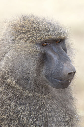 Olive baboon in the Serengeti National Park