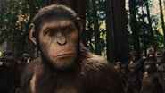 Caesar, And His Fellow Apes.