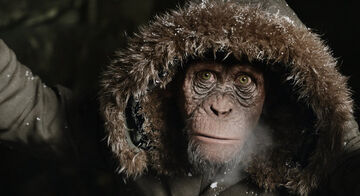 Ape man coat best sale