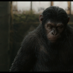 Caesar (CE)/Gallery | Planet of the Apes Wiki | Fandom Caesar (CE)/Gallery | Planet of the Apes Wiki | Fandom