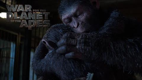 War for the Planet of the Apes A Father Becomes Legend 20th Century FOX