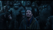 Malcolm and Blue Eyes with other evolved apes in the rain.