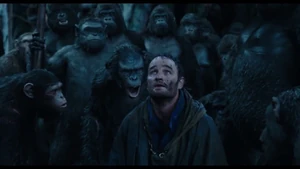 Malcolm and Blue Eyes with other evolved apes in the rain.