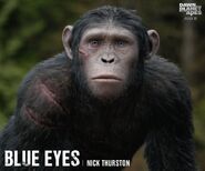 From the Apes Movies Facebook Page: Nick Thurston is Blue Eyes.