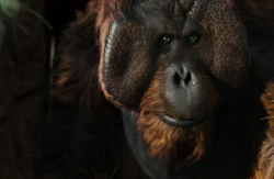 Maurice (ROPOTA).png