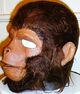Don Post 'Planet of the Apes' mask