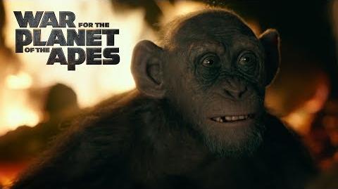 War for the Planet of the Apes Meeting Bad Ape 20th Century FOX