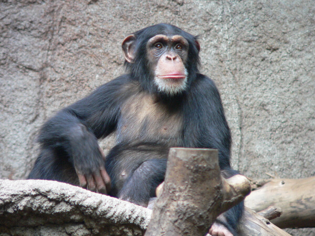 Chimpanzee | Planet of the Apes Wiki | Fandom