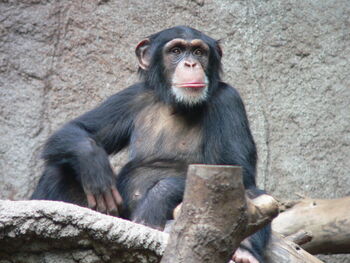 Schimpanse Zoo Leipzig