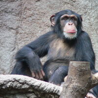 Chimpanzee Planet Of The Apes Wiki Fandom