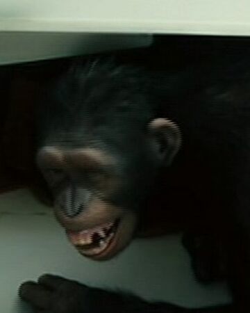 Bright Eyes Ce Planet Of The Apes Wiki Fandom