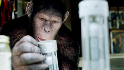 Caesar2011.jpg