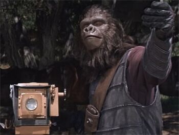 Gorilla Photographer