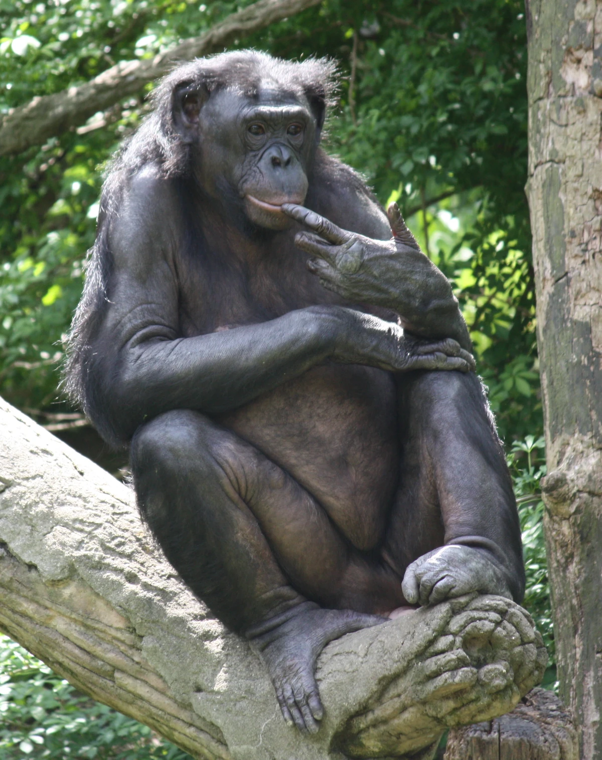 Bonobo Bonobo | Planet of the Apes Wiki | Fandom