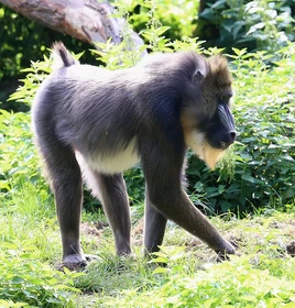 Mandrill at Augsburg Zoo