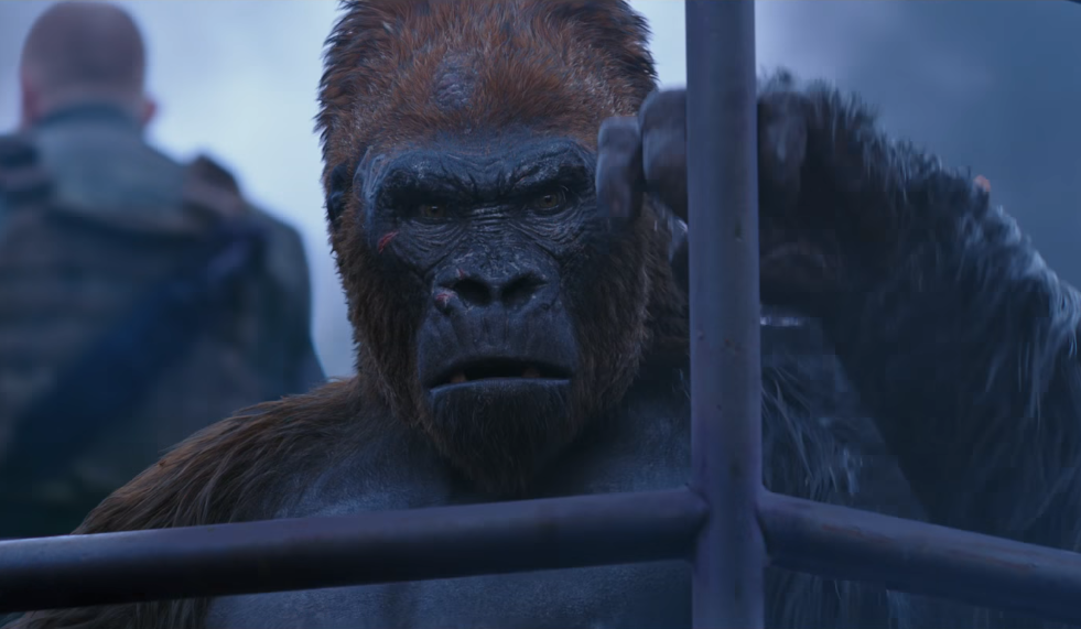 rise of the apes gorilla