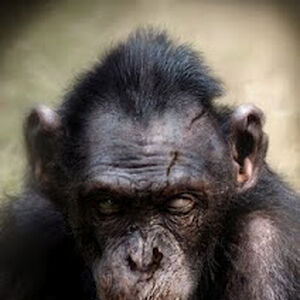 Koba Gallery Planet Of The Apes Wiki Fandom Feel free to send us your own wallpaper and we will consider adding it to appropriate category. koba gallery planet of the apes wiki