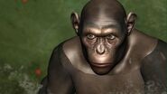 CG Chimp 2